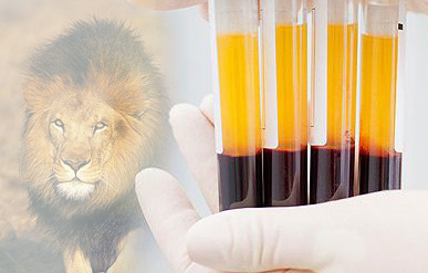 梅尔·生物医学帮助非洲狮子的物种的延续